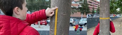 Projecte de Ciència Ciutadana: Co-Carbon Tree Measurement al municipi de Viladecans.
